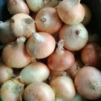 Golden onions