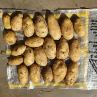 Potatos 