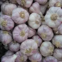 Fresh Garlic