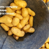Potatoes with high quality