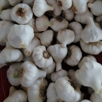 White & Red Garlic