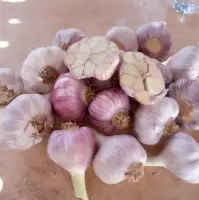 Fresh Garlic