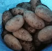 Fresh Potatoes