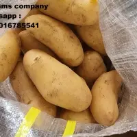 Fresh Potatoes