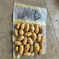 Fresh Potatoes