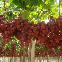Fresh Grapes