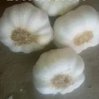 Fresh Garlic