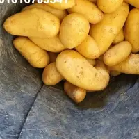 Fresh Potatoes