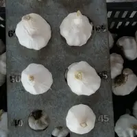 Fresh Garlic