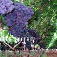 Fresh Grapes