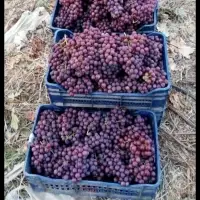 Egyptian Grapes