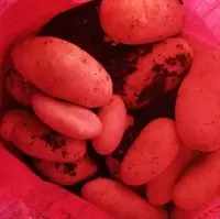 Fresh Potatoes
