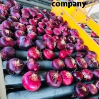 Red Onions