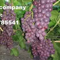 Fresh Grapes With High Quality