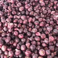 Fresh Red Onions