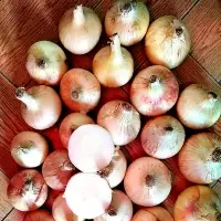 Golden Onions