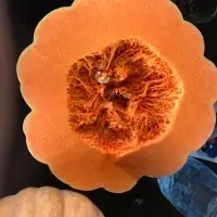 Pumpkin 