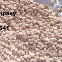 Sweet Lupine Beans 