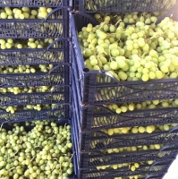 Egyptian Fresh Grapes