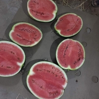 Egyptian Watermelon