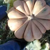 Fresh Pumpkin