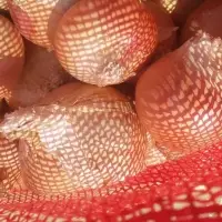 Golden Onions 