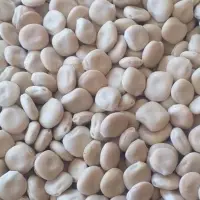 Sweet Lupine Beans