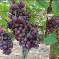 Egyptian Grapes