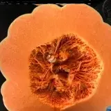 Pumpkin with high quality