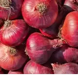 Egyptian Red Onions