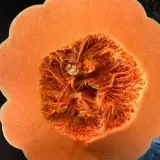 Egyptian Pumpkin