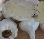 White & Red Garlic