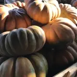 Fresh Pumkin