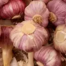 Fresh Garlic