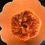 Fresh Pumpkin
