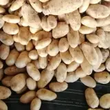 Fresh Potatoes