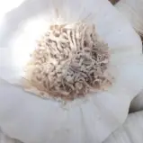 Fresh Garlic