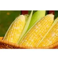 Corn