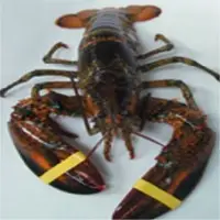 Canadian Lobster