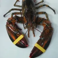 Canadian Lobster
