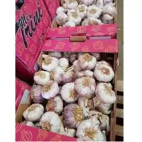 Fresh Garlic