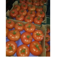 Tomato