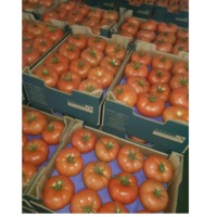 Tomato
