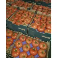 Tomato