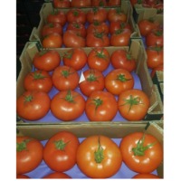 Tomato