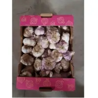Fresh Garlic
