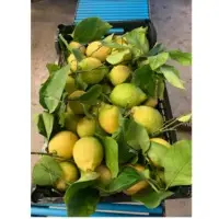 Fresh Lemon