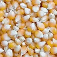 Corns