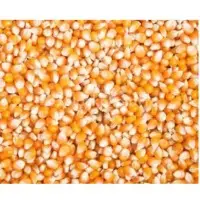 Yellow Maize