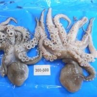 Frozen Octopus Whole
